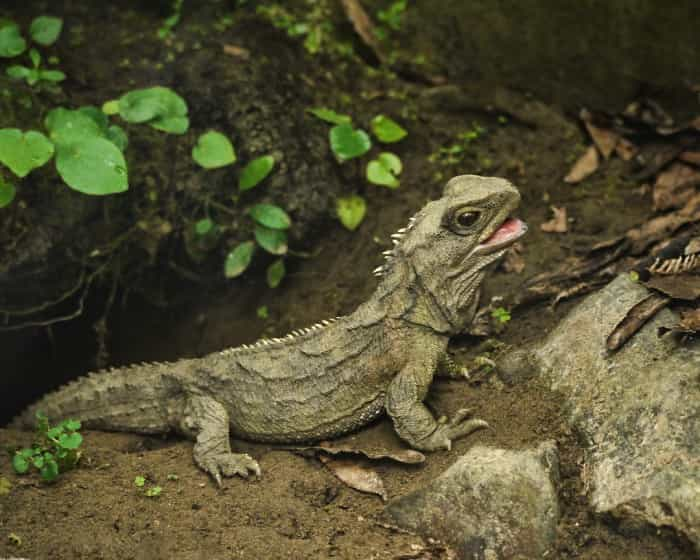 Tuatara_(5205719005).jpg