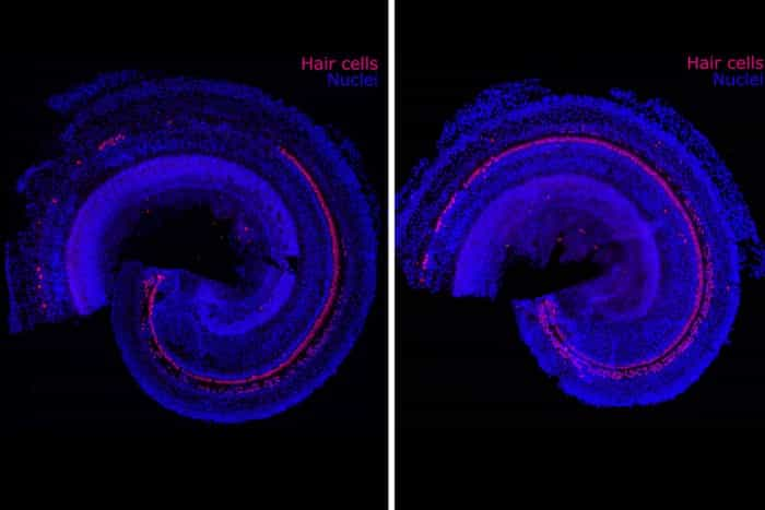 MIT-FrequencyTherapeutics-01-press_0.jpg