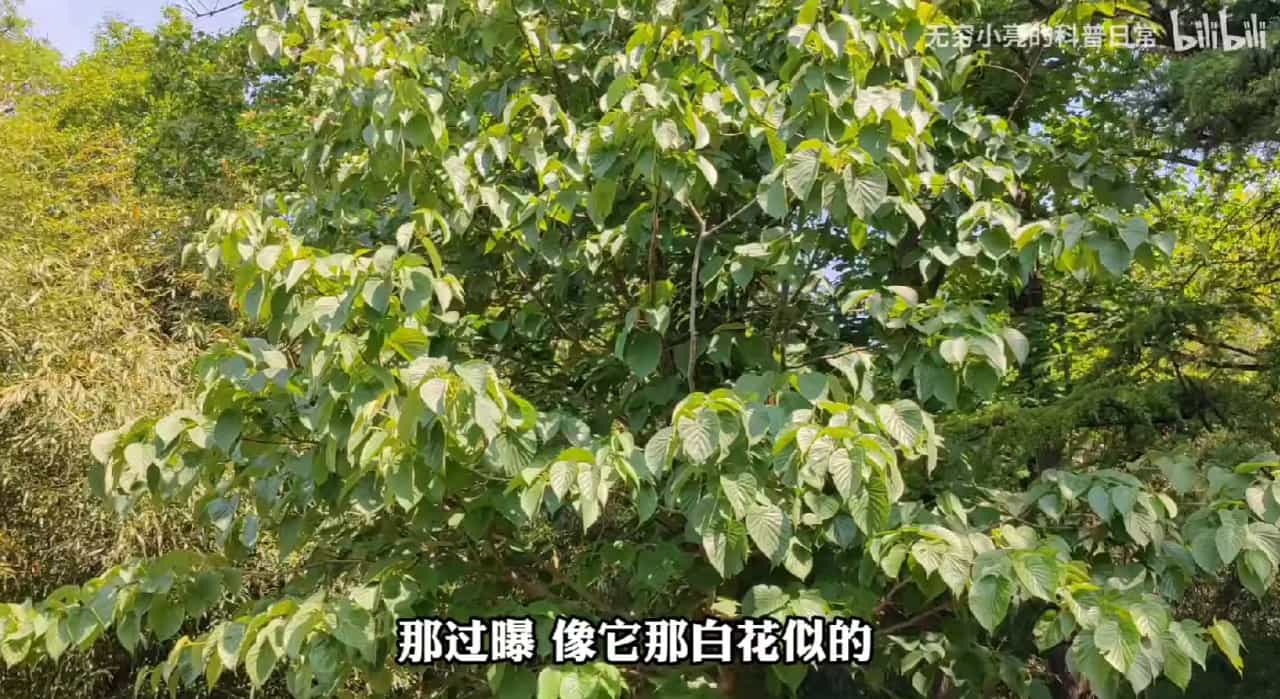 无穷小亮带王冰冰逮虫子：“高情商”表达拍照过曝