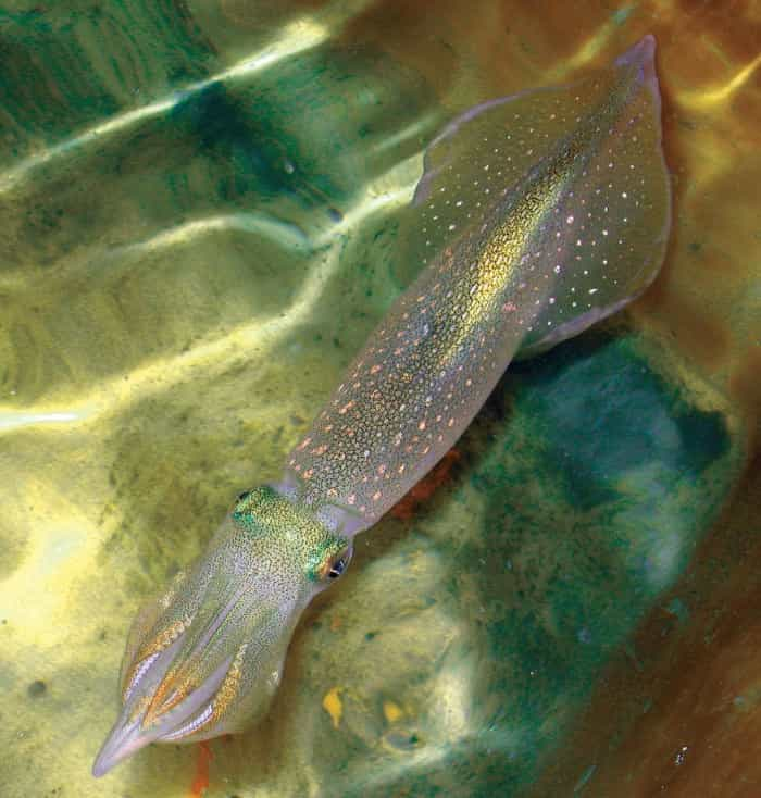 Atlantic-Longfin-Inshore-Squid-Doryteuthis-pealeii.jpg