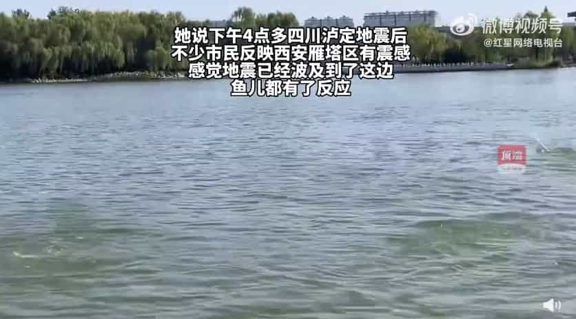 昨日西安一湖内惊现“鲤鱼跃龙门”引围观：当天四川地震 两者有关？